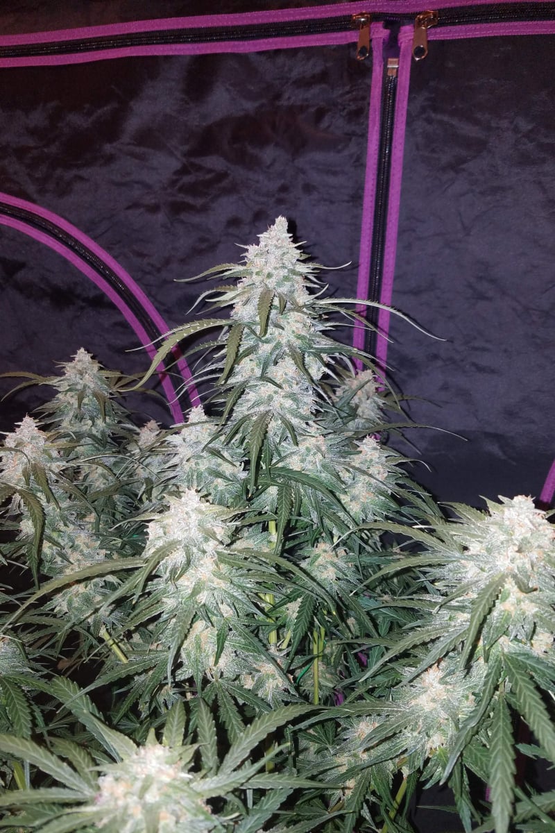 Pineapple Express Auto