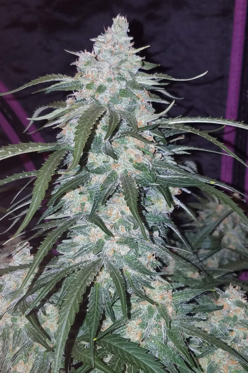 Pineapple Express Auto