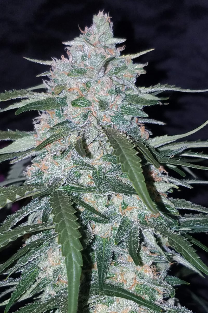 Pineapple Express Auto