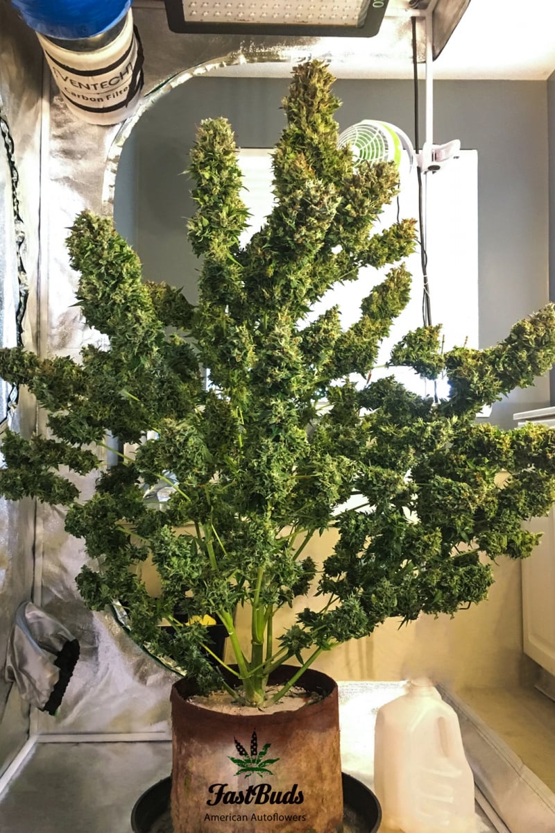 Pineapple Express Auto