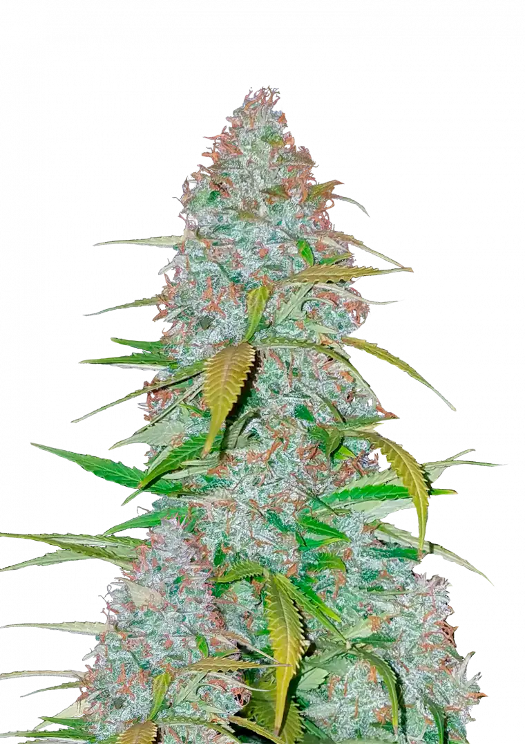 Californian Snow Auto