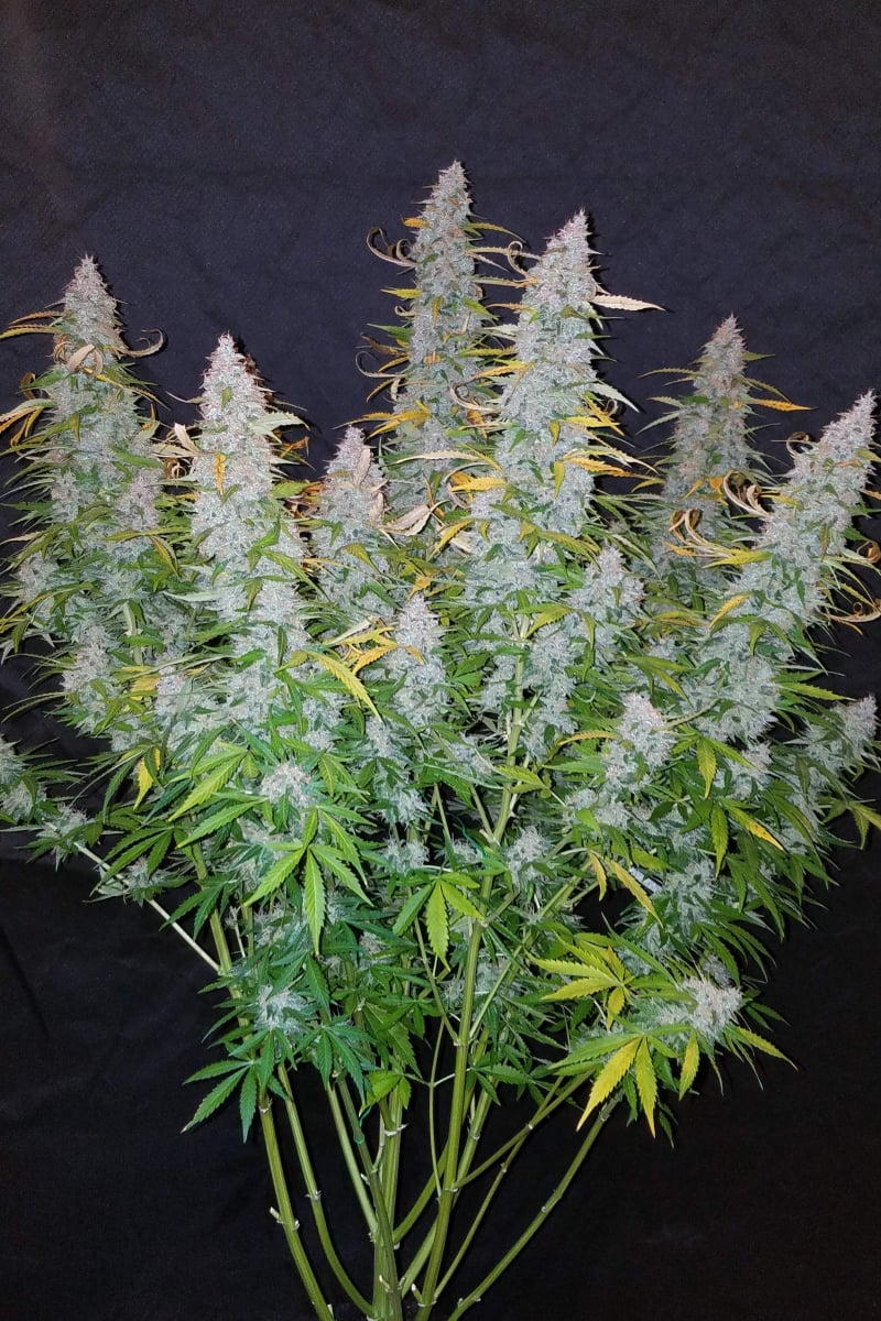 Californian Snow Auto