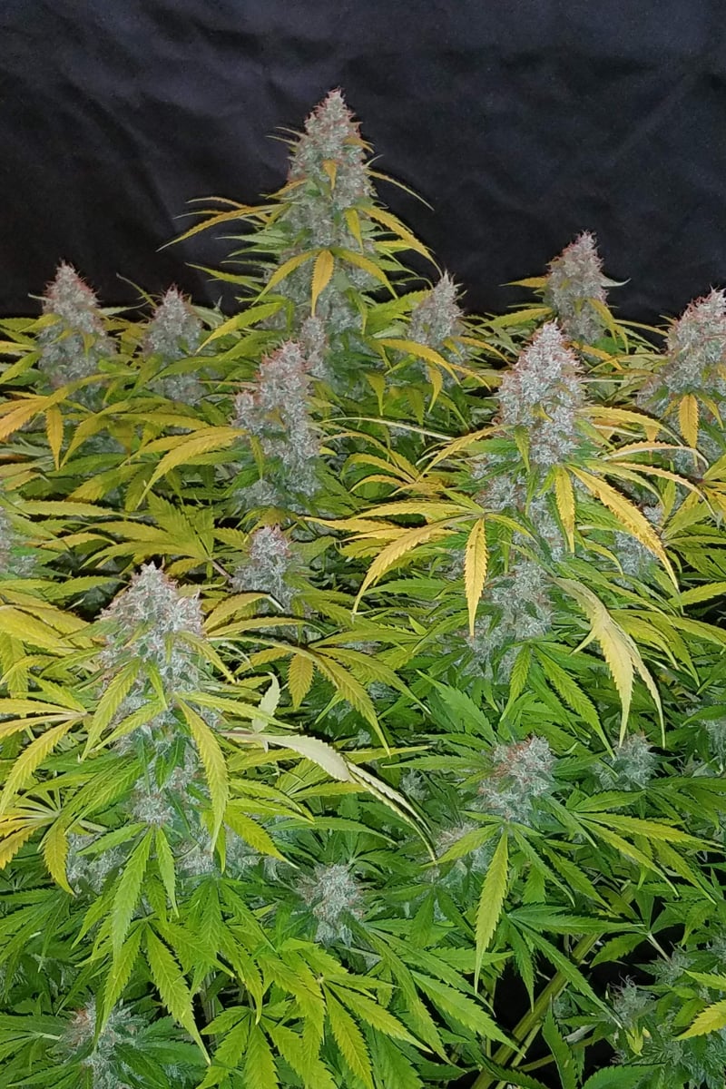 Californian Snow Auto