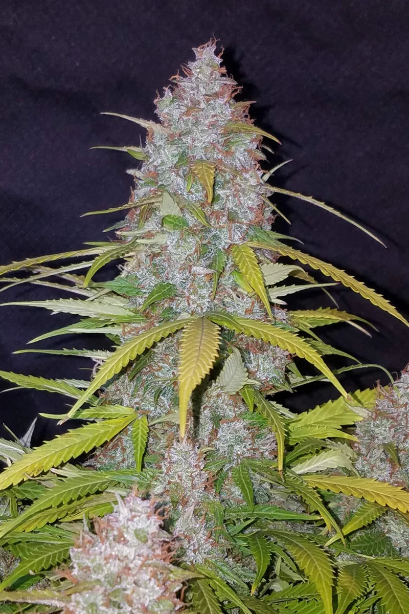 Californian Snow Auto