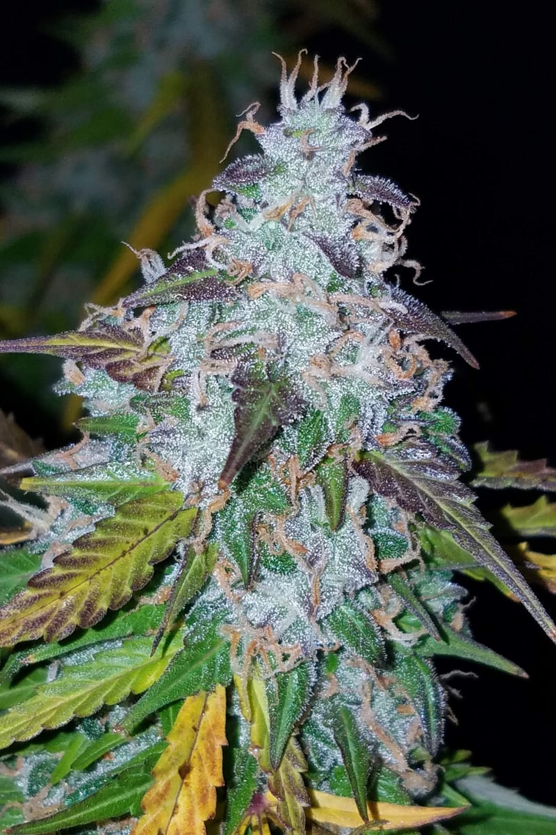 Californian Snow Auto