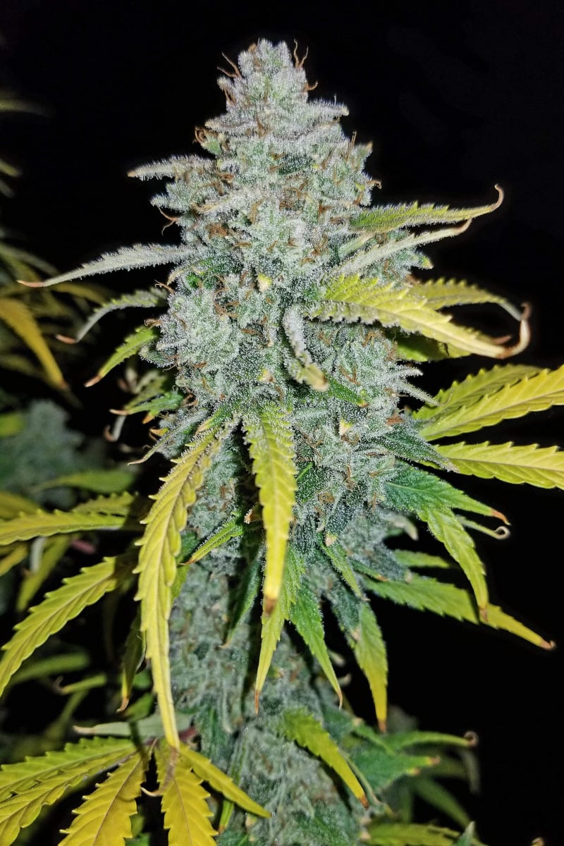 Blue Dream Auto