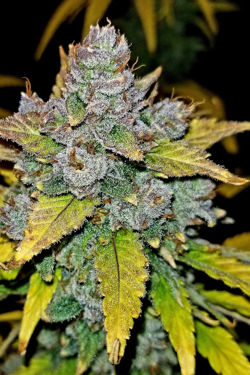 Blue Dream Auto