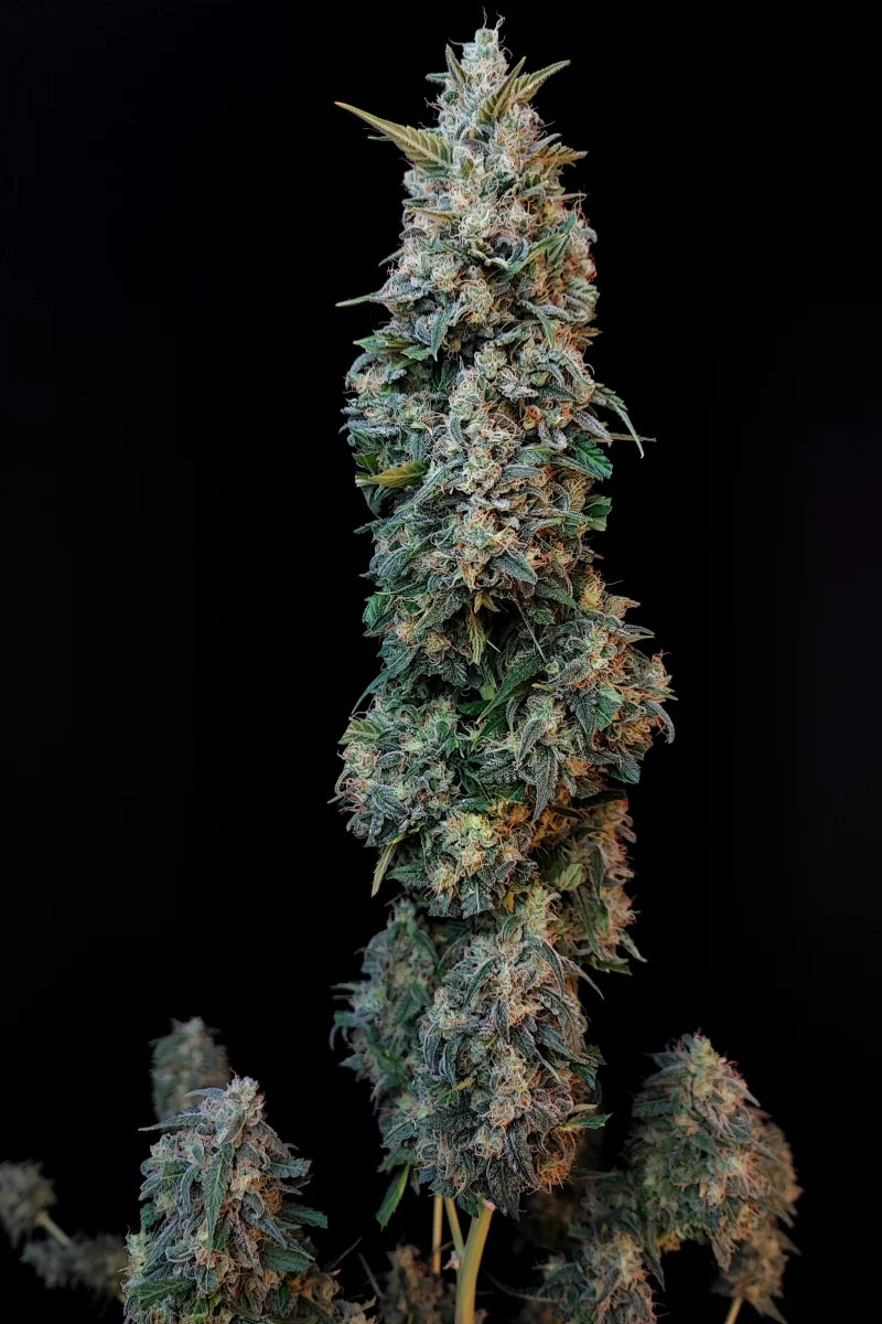 Sour Diesel Auto