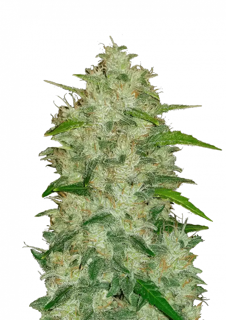 Chemdawg Auto