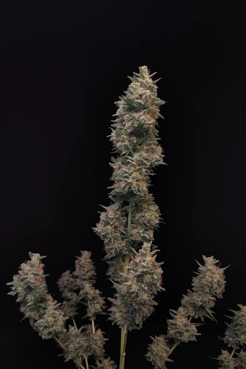 Chemdawg Auto