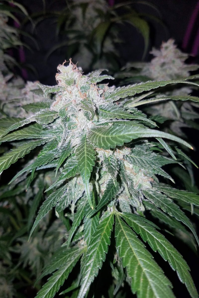 Tangie Auto