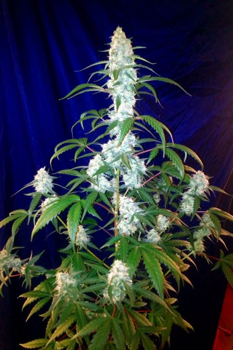 West Coast O.G. Auto