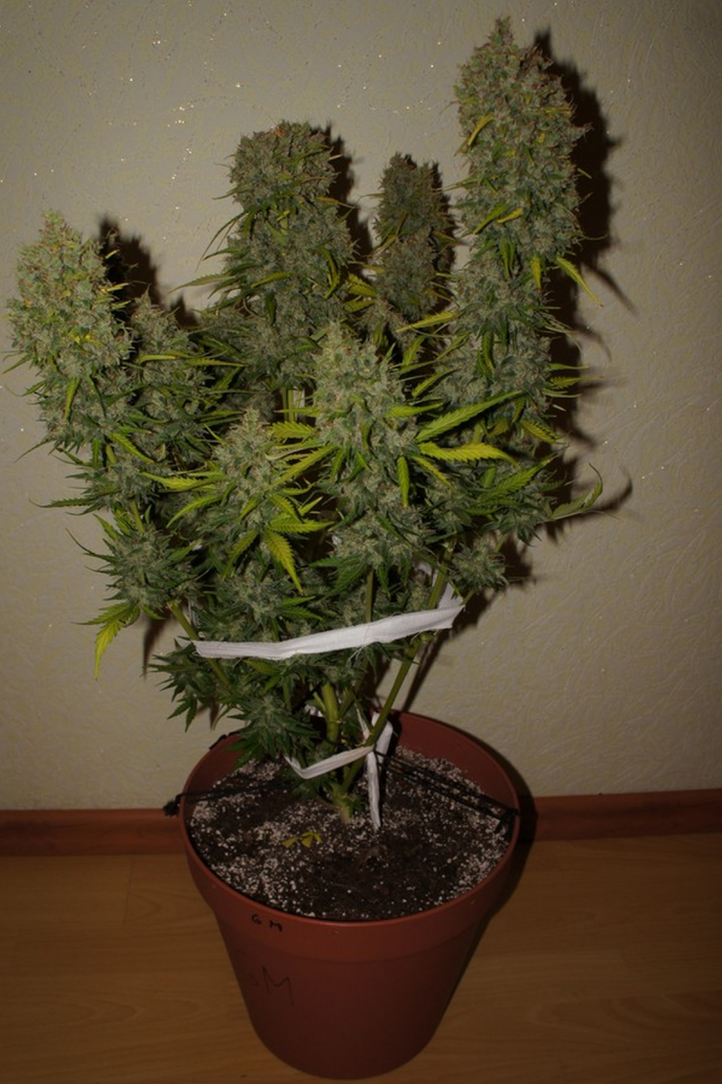 Grapefruit Auto