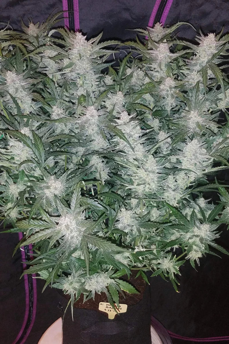 Mexican Airlines Auto