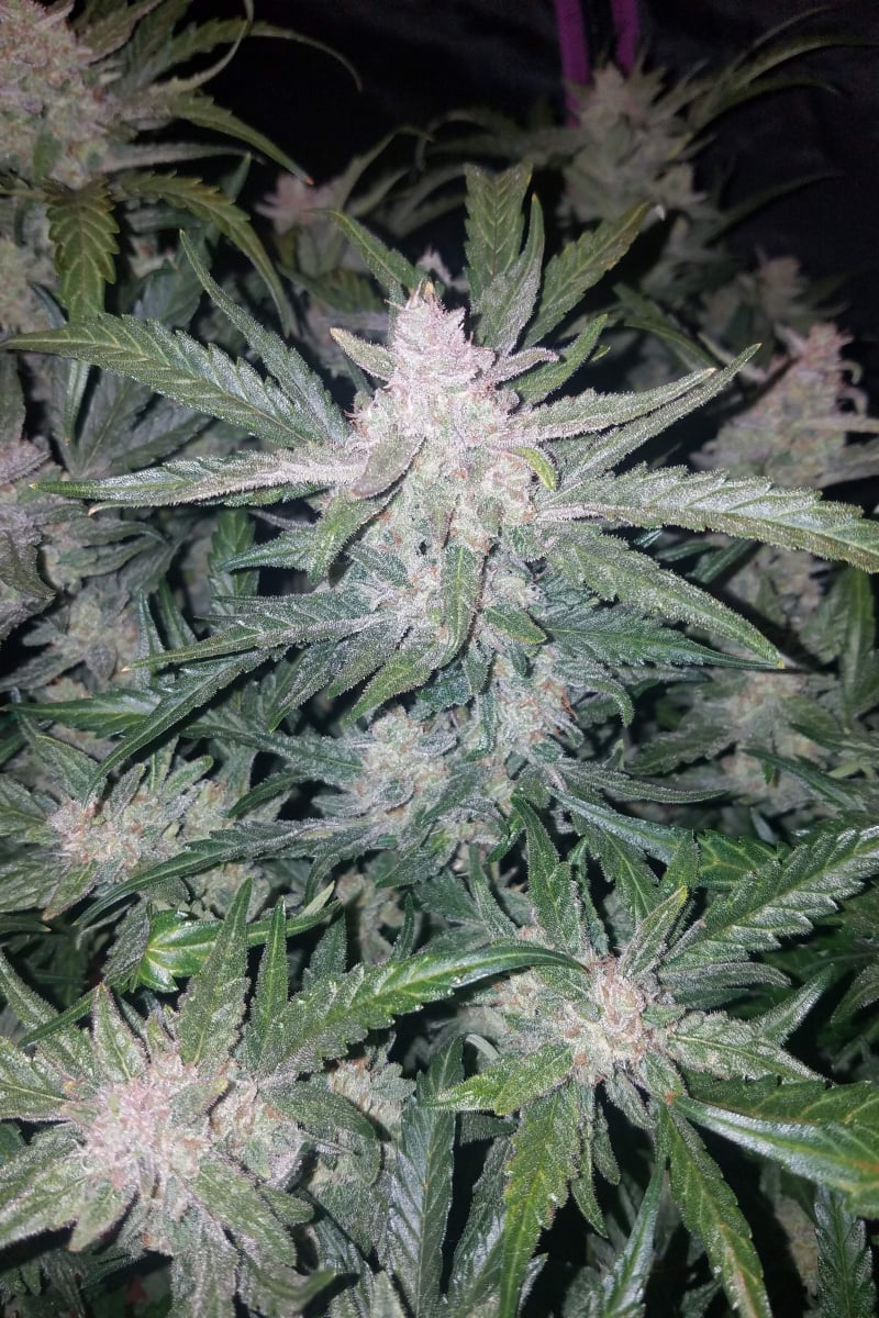 Mexican Airlines Auto