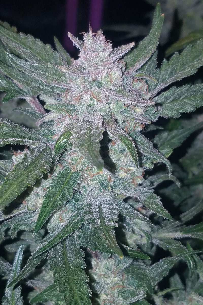 Mexican Airlines Auto