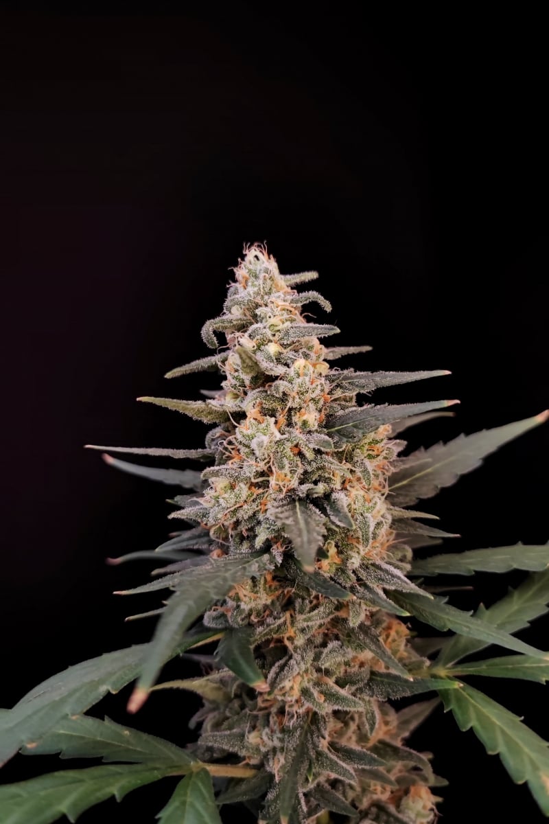 Critical Auto