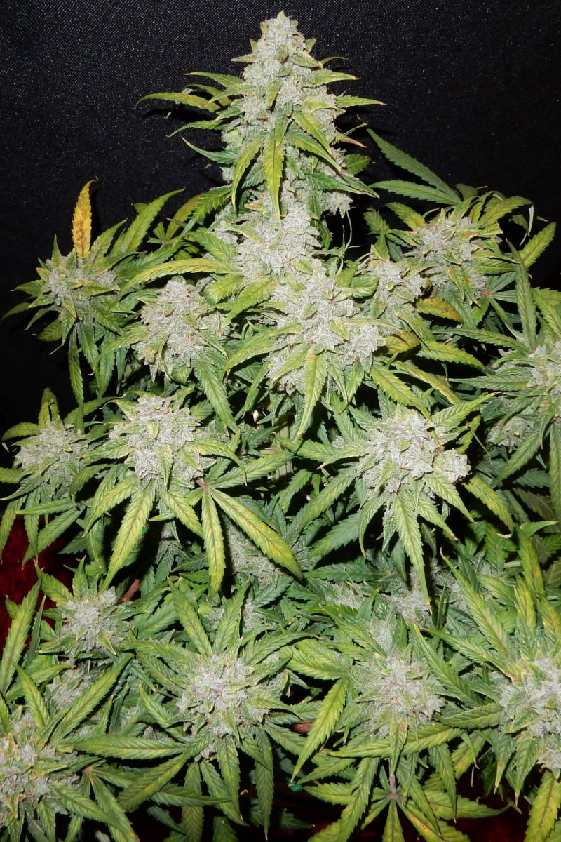 CBD Auto 1:1 (CBD Crack)