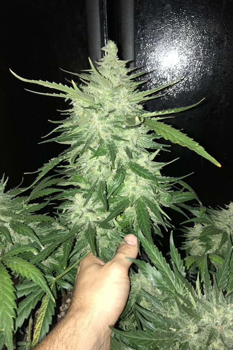 CBD Auto 1:1 (CBD Crack)