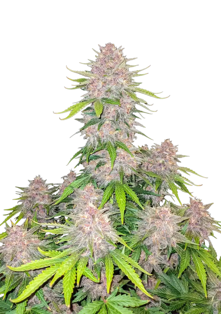 Cherry Cola Auto